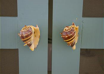 door000.jpg (13486 bytes)